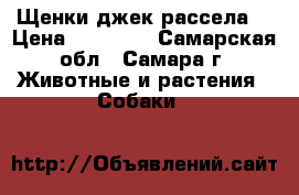 Щенки джек рассела  › Цена ­ 17 000 - Самарская обл., Самара г. Животные и растения » Собаки   